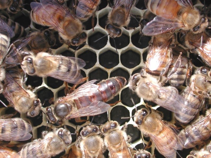 CATCH THE BUZZ – So, where do honey bees come from, really? California Scientists want to know.