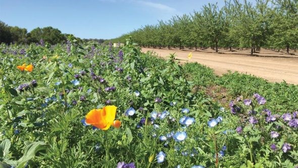 CATCH THE BUZZ – Study: Wildflower Plantings Near Almond Orchards Beneficial
