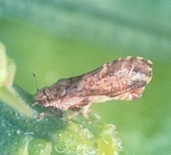 CATCH THE BUZZ – Citrus Greening Found in residential tree in Orange County , CA. 55th found so far.