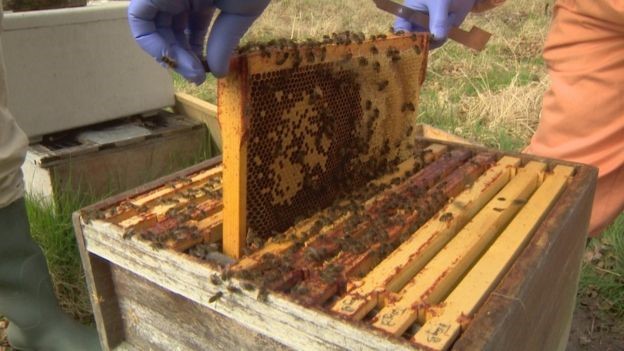 CATCH THE BUZZ – A leading biologist says Scotland’s native honey bees are being threatened by imports brought in because of the hobby’s growing popularity.