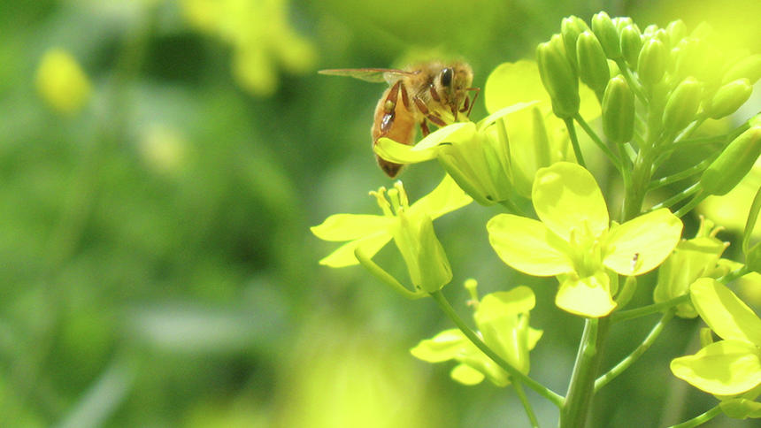 CATCH THE BUZZ – North Dakota offers money for honey bee research. Lots of it. Soon. Hurry.