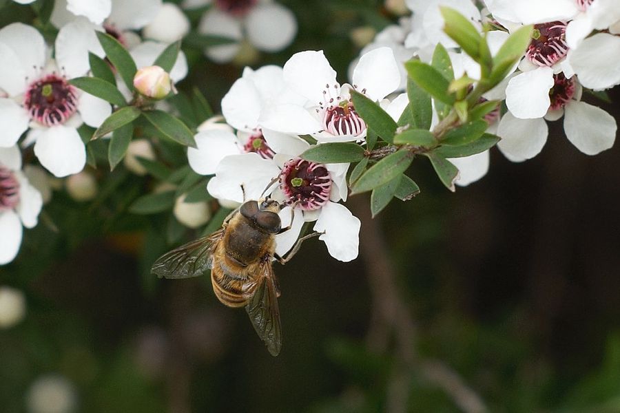 CATCH THE BUZZ – Manuka honey testing failing some product