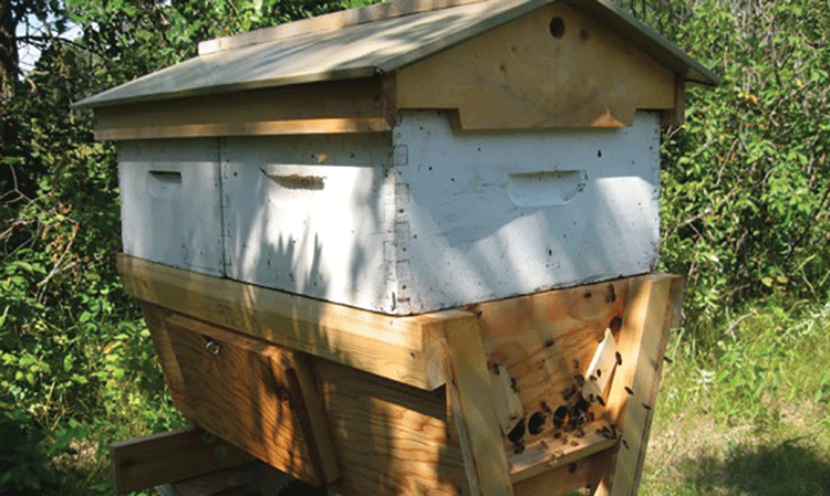 Experiences With A Top Bar Hive Bee Culture