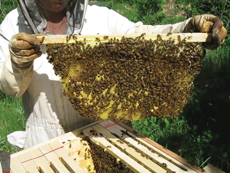 39 Top Images Top Bar Beekeeping Books / Langstroth Vs Top Bar Hive Beekeeping Like A Girl