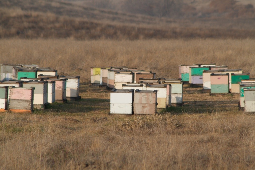 CATCH THE BUZZ – The Los Angeles Times reports Pavel Tveretinov, a 51-year-old beekeeper from Sacramento, CA, was arrested on suspicion of possessing nearly $1 million worth of stolen hives.