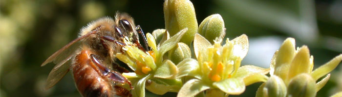 CATCH THE BUZZ – As B.C. Gets Hotter, Crops Grown In Warmer Climates Would Become Successful Further North.