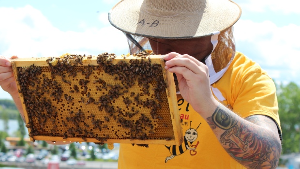 CATCH THE BUZZ – ‘Amazing Change’ For Montreal Homeless Men Taking Part In Urban Beekeeping Program. Accueil Bonneau Program Yields Positive Results For Participants Building Job Skills, Confidence