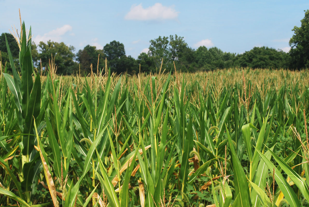 CATCH THE BUZZ – Exposure To Pesticides In Colonies In The AG Areas Did Not Result In Measurable Impacts On Colony Productivity