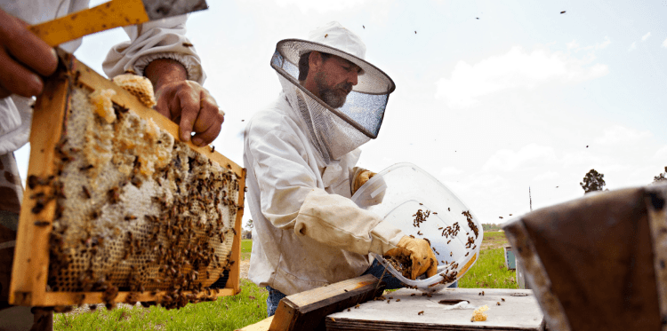 CATCH THE BUZZ – Considering That The History Of Agriculture Is Thousands Of Years Old, Commercial Beekeeping And Its Importance To Agriculture Is A Relatively New Development.