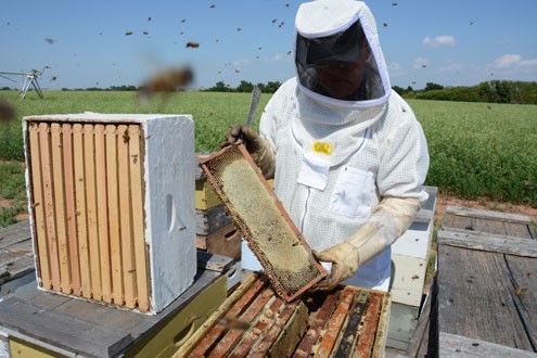 CATCH THE BUZZ – New Texas A&M AgriLife sweet clover variety – Silver River Sweet clover – paradise for pollinators