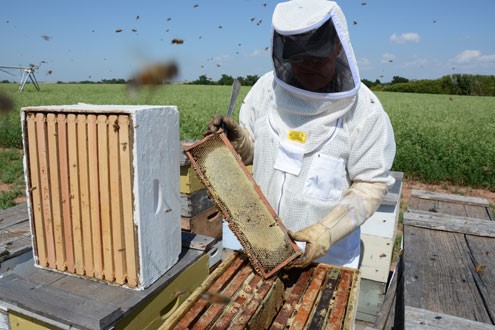 CATCH THE BUZZ – New Texas A&M AgriLife sweet clover variety – Silver River Sweet clover – paradise for pollinators