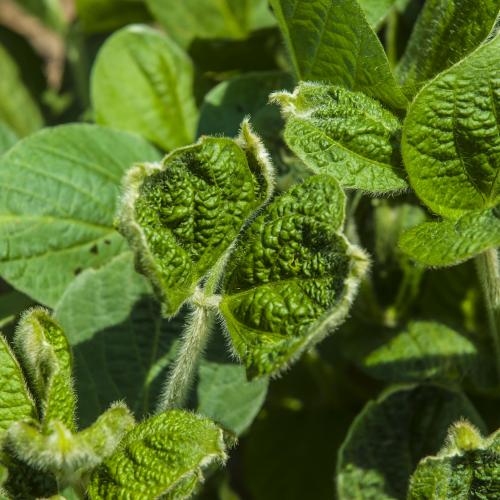 Lawsuit Filed Regarding Dicamba Damage. And A Bee Culture Editorial.