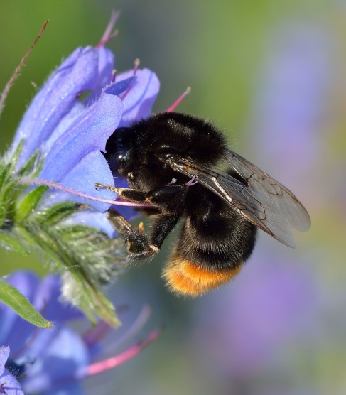 CATCH THE BUZZ – Bumblebee Queens Have It Tough After Being Exposed To Neonic Pesticides.