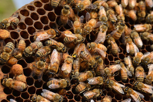 CATCH THE BUZZ – Project in ND Helping Beekeepers Deal with Bee Stressors