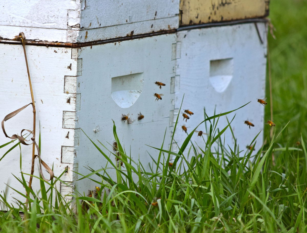 CATCH THE BUZZ – This Program Offers An Opportunity For A Beekeeper And A Farmer Or Rancher To Open Up A Dialogue About Sustainability And Stewardship In The Agriculture Community.