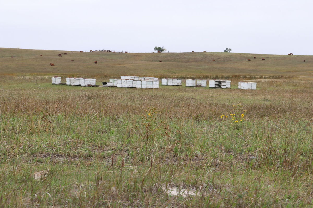 CATCH THE BUZZ – Honey Production Appears To Hold On Despite Drought