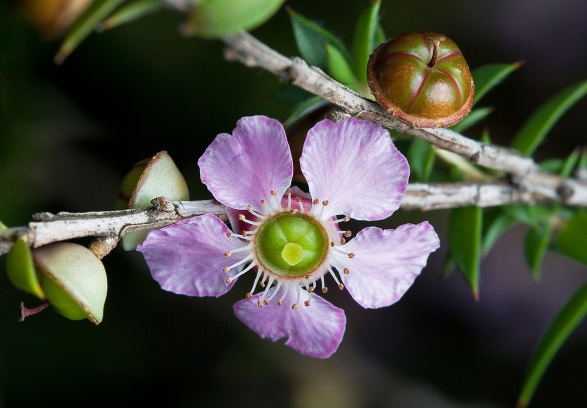 CATCH THE BUZZ – Australian Growers Working Have Cloned The Strongest Medical Manuka Honey Available And Produce It On A Medicinal Honey Plantation.