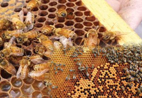 CATCH THE BUZZ – China Collects Honey From Over 10 Million Bee Boxes While India Has Only 1.2 Million Bee Boxes But Is Aiming For 10 Million.