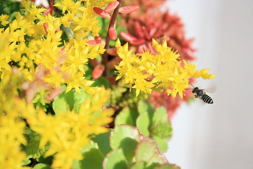 CATCH THE BUZZ – Bees In The City: Designing Green Roofs Is One Way To Help Pollinators Get From Here To There And Not Run Out Of Food.