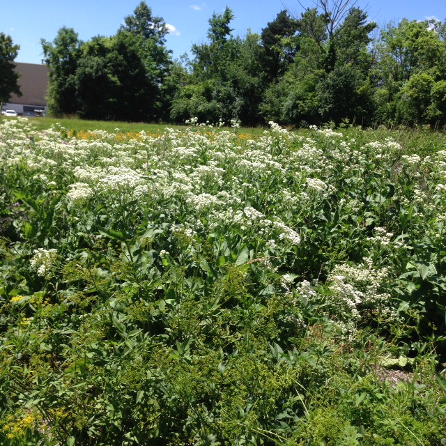 CATCH THE BUZZ – Man Headed to Court Over Natural Landscaping Aimed at Helping Bee Population.