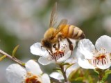 CATCH THE BUZZ – Same Plants, Same Honey … So Why Does New Zealand Want To Trademark Manuka?