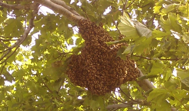 CATCH THE BUZZ – Honey Production Down Across Ontario Following Cool, Wet Summer And Some Local Producers Are Feeling The Sting.