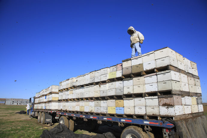 CATCH THE BUZZ – Animal Haulers, Including Migratory Beekeepers, Can Wait 90 Days Before Complying With Electronic Logging Requirements.