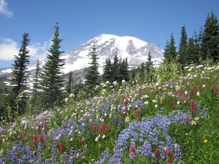 CATCH THE BUZZ – How Climate Change May Reshape Subalpine Wild Flower Communities