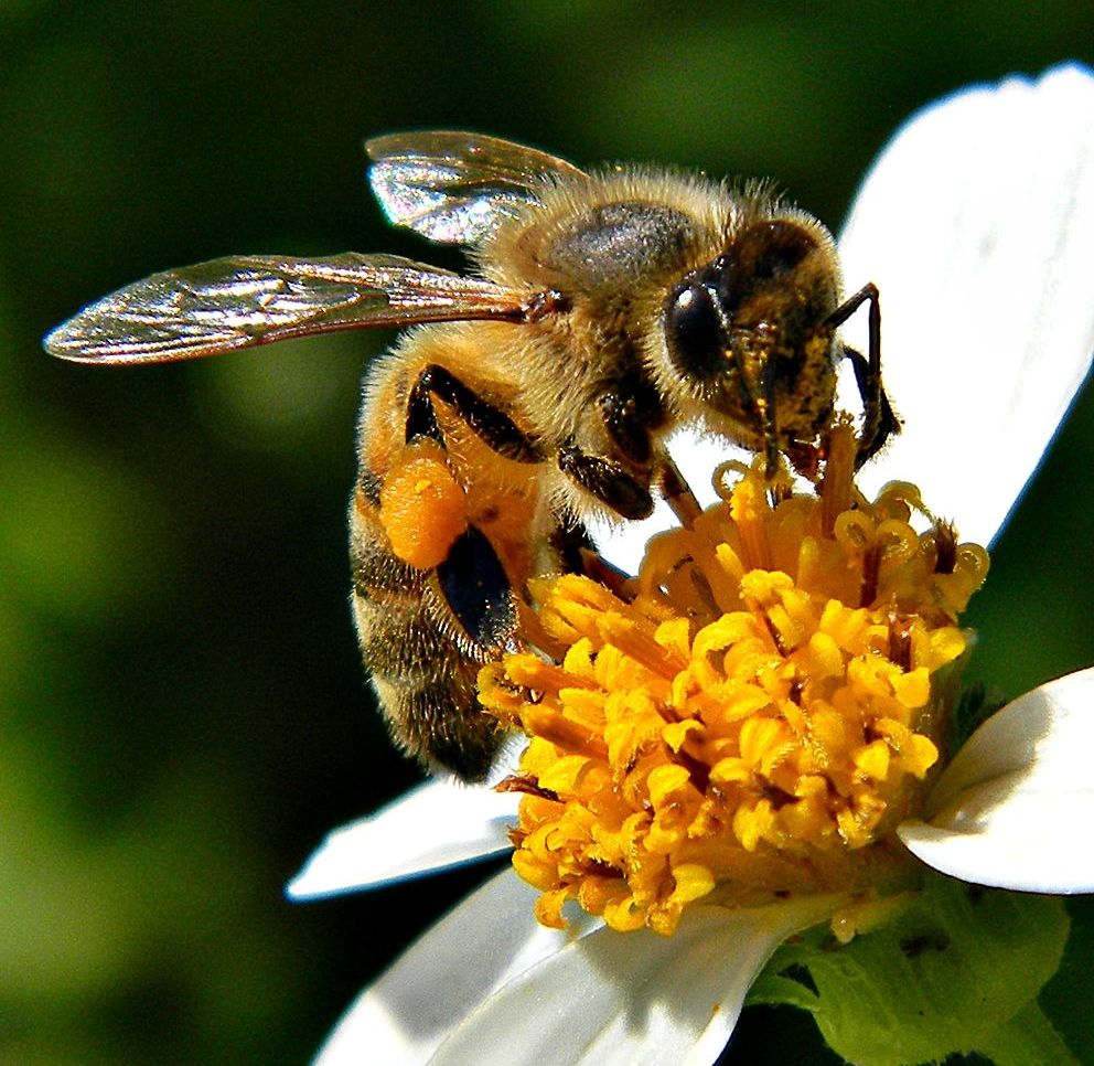 CATCH THE BUZZ – Researchers ID What Each Bacterial Species Found In A Bee Gut Contributes To Bee Digestion.