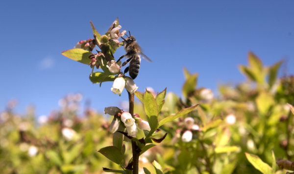 CATCH THE BUZZ – Market Glut Hits US Wild Blueberry Growers Badly.