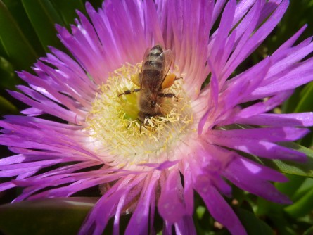 CATCH THE BUZZ – Worldwide Importance of Honey Bees for Natural Habitats Honey Bees as World’s Key Pollinator of Non-Crop Plants – Maybe, Maybe Not. Read On….