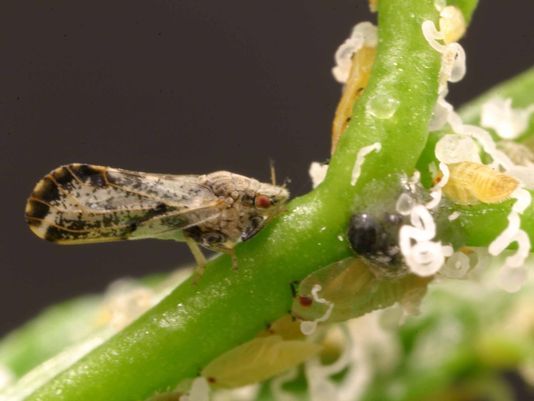 CATCH THE BUZZ – Psyllid Zapper, Resistant Trees Among Tactics To Combat Florida’s Citrus Greening.