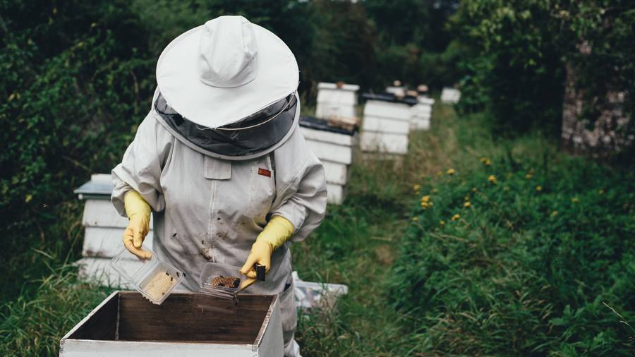 CATCH THE BUZZ – Too Many Bees, No Matter Where, Can Be A Bad Thing for Bees, Beekeepers and Anybody in the Fecal Flight Path.