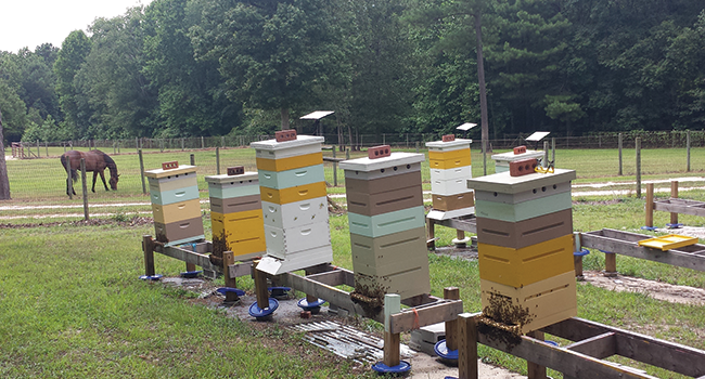 Honey Bees Horses Bee Culture