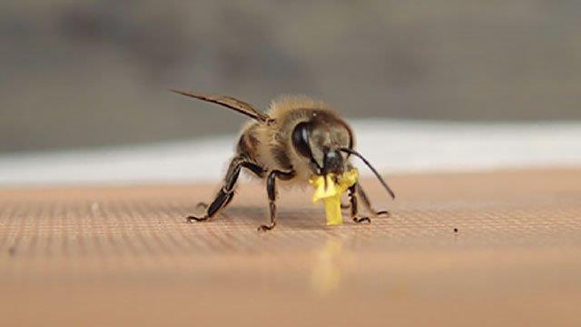 CATCH THE BUZZ – War Dance of the Honey Bee.