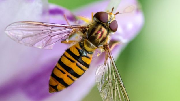 CATCH THE BUZZ – Familiar Hover Flies May Be Transporting Honey Bee Diseases From Flower To Flower.