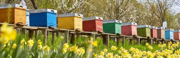 CATCH THE BUZZ – Neonicotinoids: Risks to Bees Confirmed.