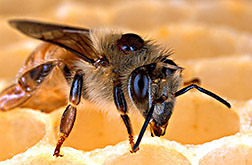 CATCH THE BUZZ – ARS Scientist Leads $1 Million Funded Consortium to Seek Honey Bee Disease Controls.