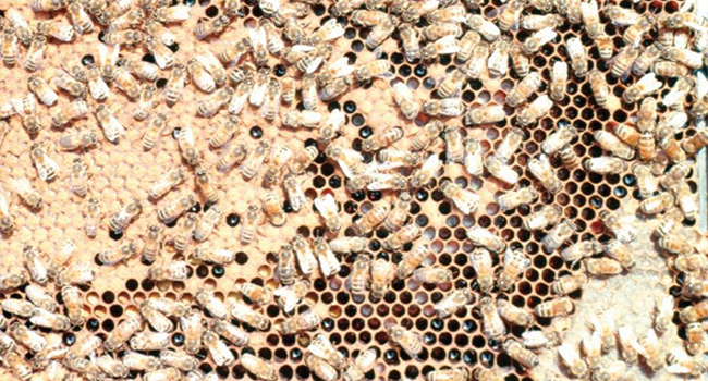 Swarm Initiation A Nurse Bee Hypothesis Bee Culture - 