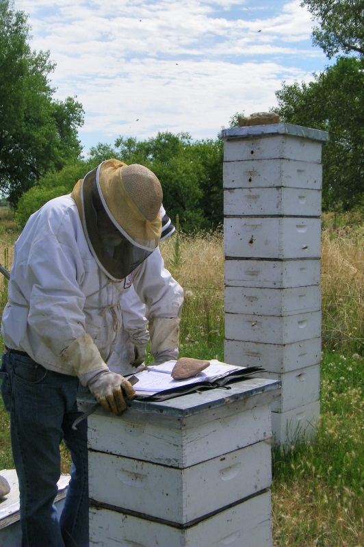 CATCH THE BUZZ – A New App Listens to The Problems of Bees. Matching Honey Bee Noises to Their Ailments.