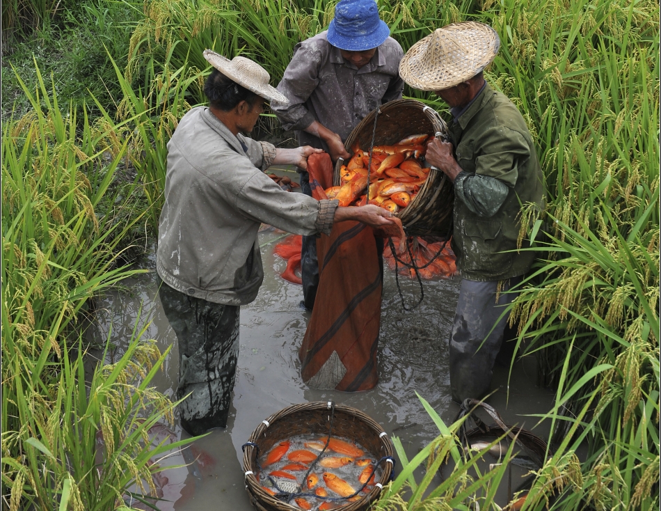 CATCH THE BUZZ – Agroecology is a Concept and a Practice of Managing and Boosting Nature’s Own Ecological Processes to Improve Productivity.