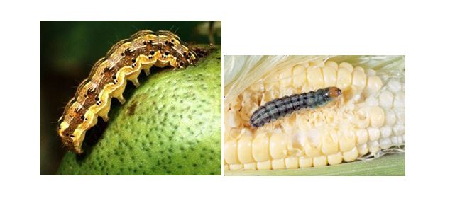 CATCH THE BUZZ – Cotton Bollworm, Corn Ear Worm hybrid could be the worst pest ever. And it already exists in Australia and Brazil.