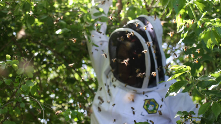 CATCH THE BUZZ – Bees! They May Be Your New Neighbors, But Don’t Panic.