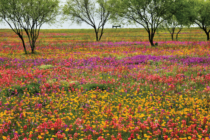 CATCH THE BUZZ – The Texas A&M University Natural Resources Institute (NRI) is Promoting Statewide Land Stewardship Relating To Pollinators.