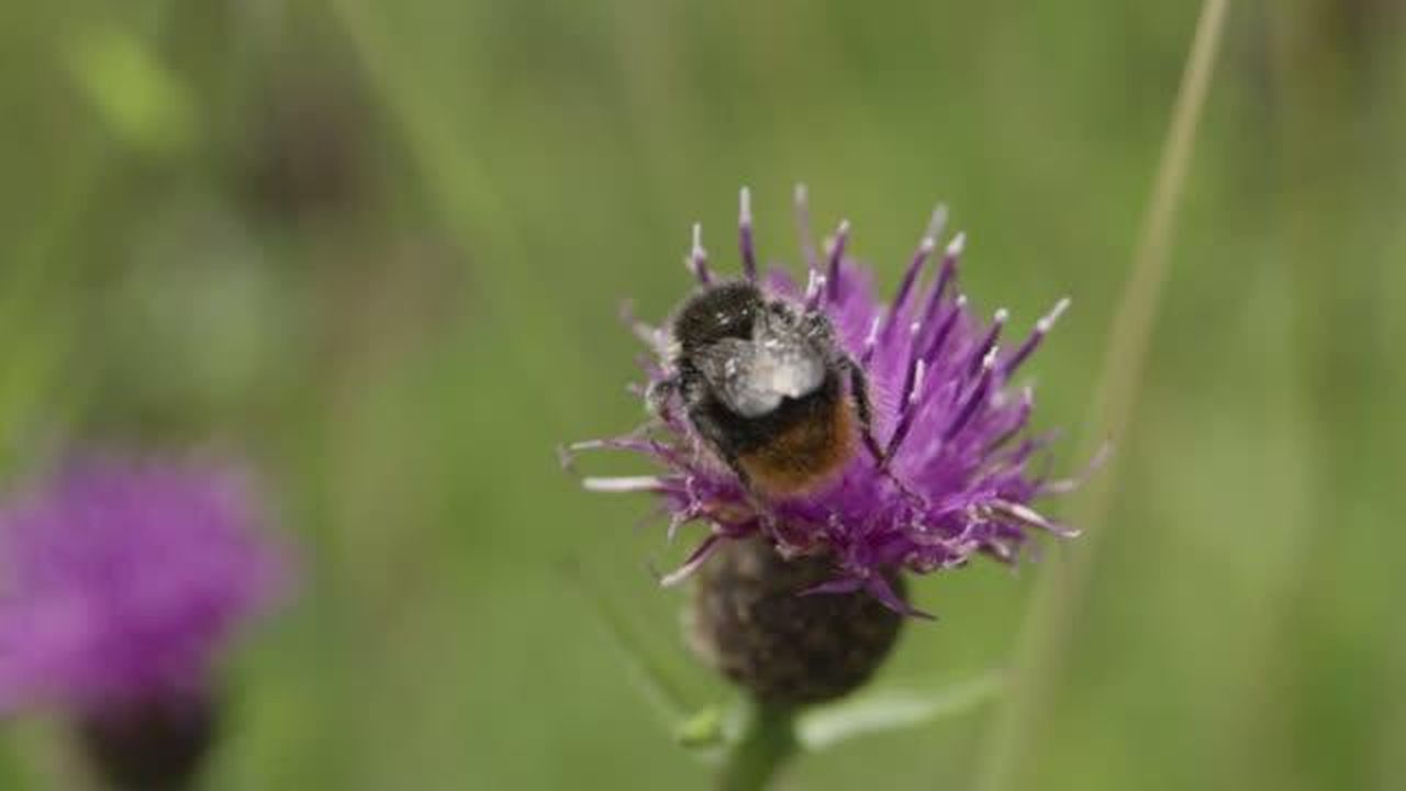 CATCH THE BUZZ – New Computer Simulation Program from UK Predicts Colony Development with Exposure to Pesticides, and More.
