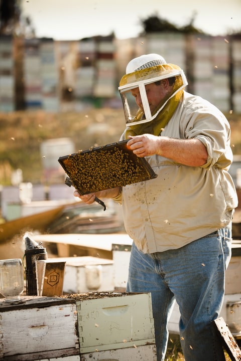 10x10 Beekeeping Eco Plus For bees against varroatosis Beekeeper Varroa Imker 
