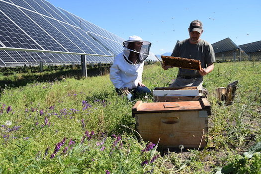 CATCH THE BUZZ – Nation’s Largest Solar Bee Farm in Oregon. Creating Buzz