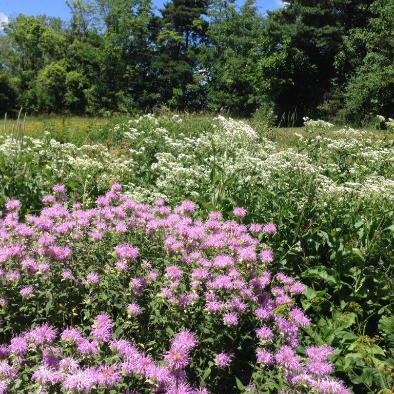 CATCH THE BUZZ – Don’t miss Bee Culture’s Pollinator Day, July 21 at the A. I. Root Company Gardens.