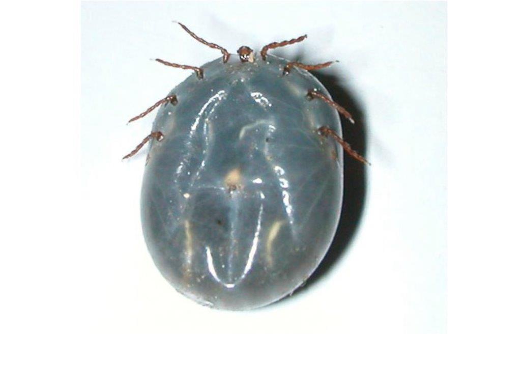 CATCH THE BUZZ – New Tick Found on East Coast. Beekeepers Outside, Check Twice When Coming In!