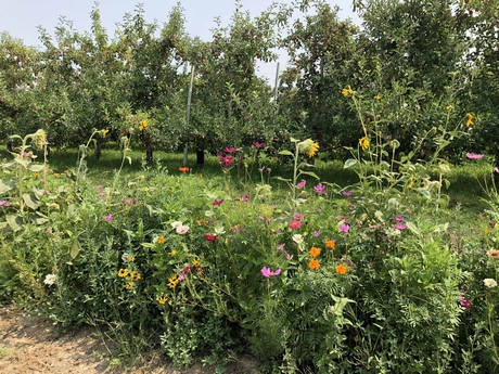 CATCH THE BUZZ – Washington Fruit Grower-Shipper Participates in National Pollinator Conservation Initiative.